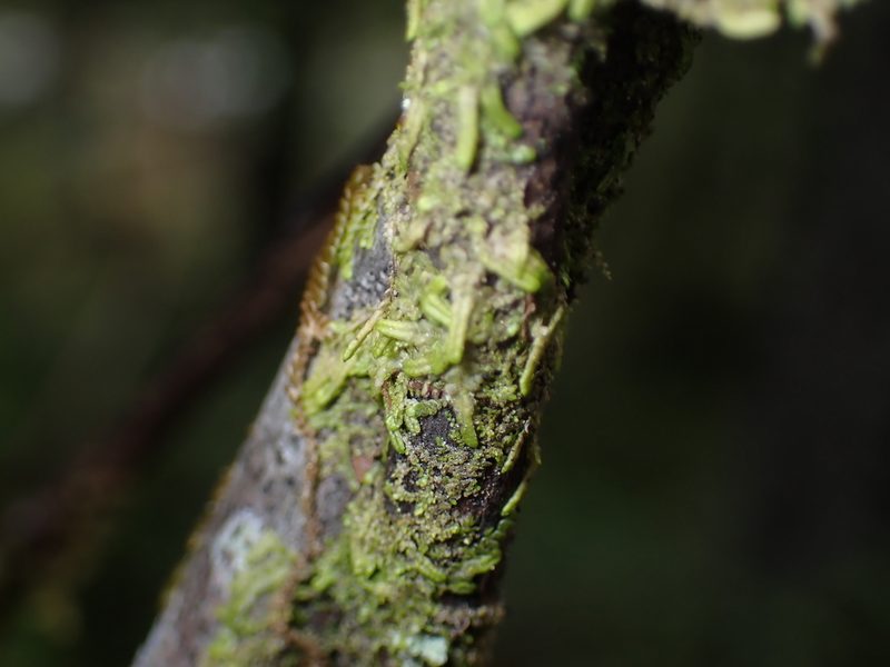 Radula bolanderi, photographed by Julia Carr