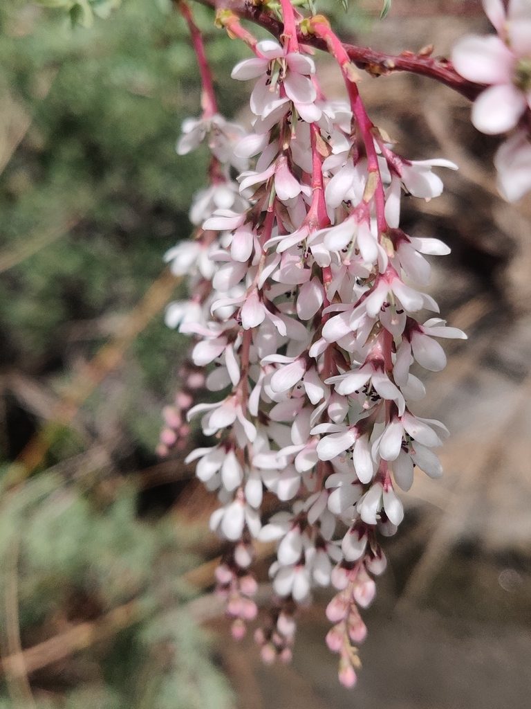 Myricaria elegans, photographed by Name