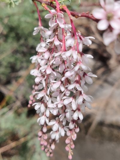 Myricaria elegans, photographed by Name