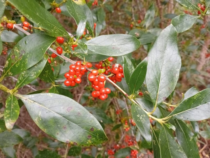 Coprosma robusta, photographed by John Barkla