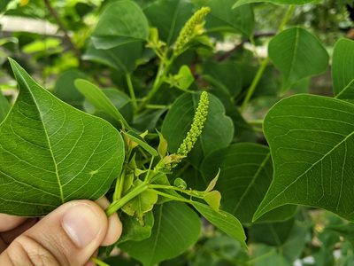 Triadica sebifera, photographed by 潘立傑 LICHIEH_PAN