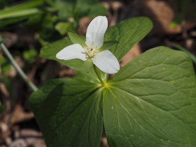 Trillium camschatcense, photographed by ITÔ, Hiroki
