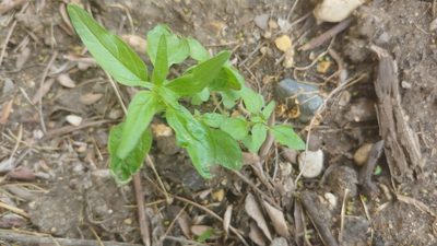 Parietaria pensylvanica, photographed by Ryan Sorrells