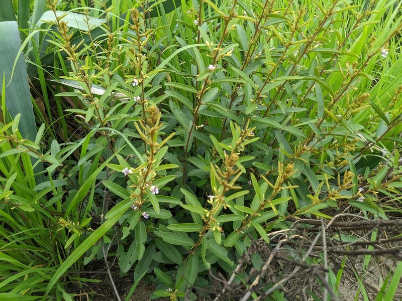 Helicteres angustifolia, photographed by 潘立傑 LICHIEH_PAN