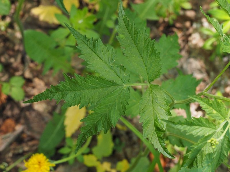 Cardamine leucantha, photographed by ITÔ, Hiroki