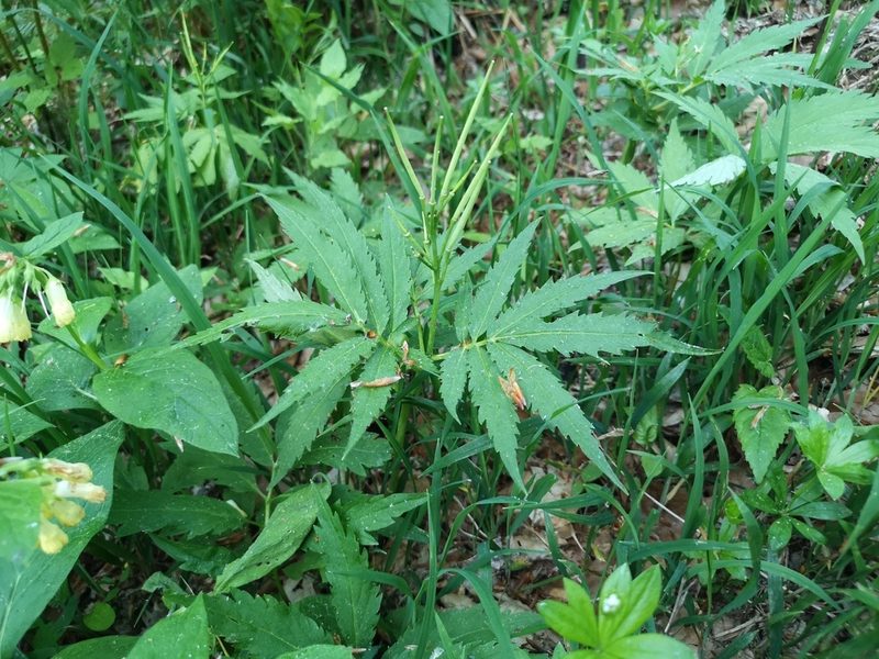 Cardamine kitaibelii, photographed by Jens-Christian Svenning