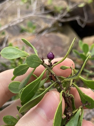 Myoporum boninense, photographed by Thomas Mesaglio