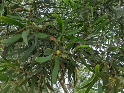 Acacia confusa, photographed by 潘立傑 LICHIEH_PAN