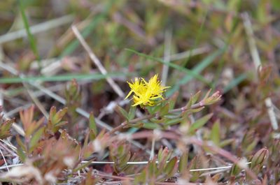 Sedum sarmentosum, photographed by Zinogre