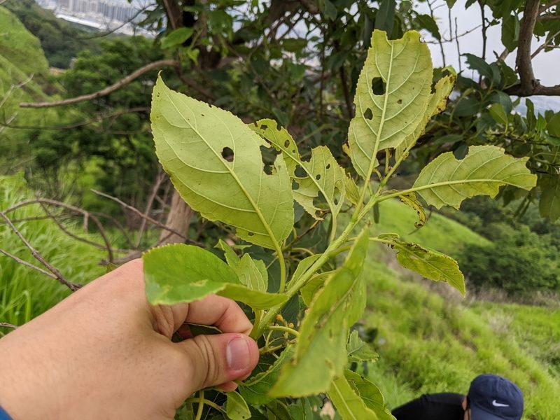 Ehretia acuminata, photographed by 潘立傑 LICHIEH_PAN