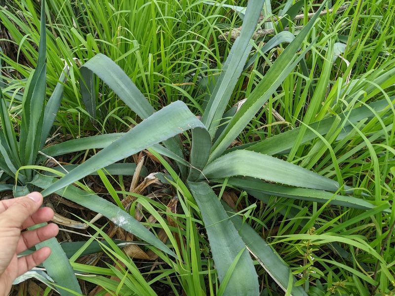 Agave sisalana, photographed by 潘立傑 LICHIEH_PAN
