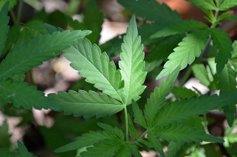 Cannabis sativa, photographed by Zinogre