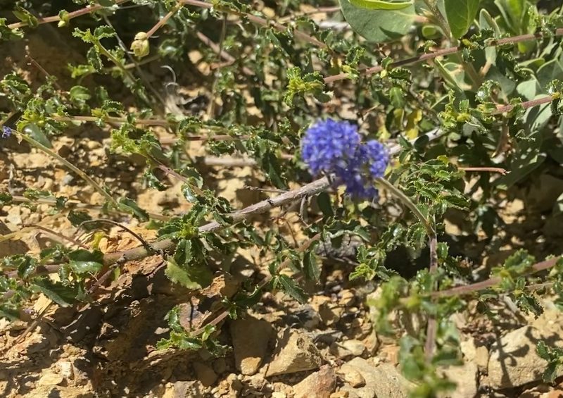 Ceanothus foliosus, photographed by Ellen C Lovelidge