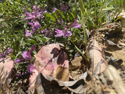 Rhinotropis californica, photographed by Ellen C Lovelidge