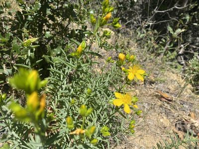 Hypericum concinnum