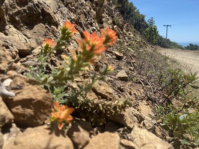 Castilleja foliolosa, photographed by Ellen C Lovelidge