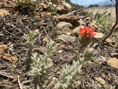Castilleja foliolosa, photographed by Ellen C Lovelidge