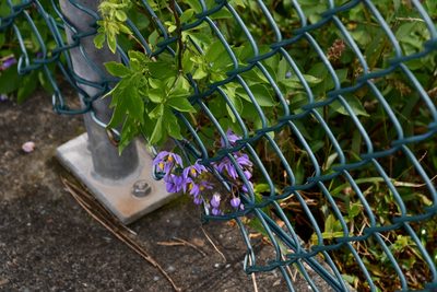 Solanum seaforthianum, photographed by Thomas Mesaglio