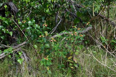 Euphorbia heterophylla, photographed by Thomas Mesaglio