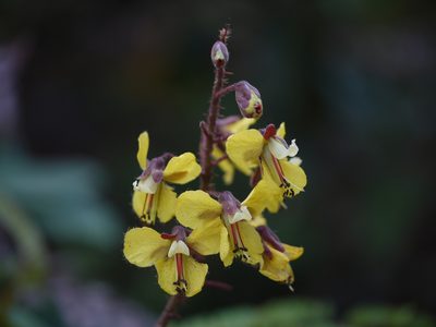 Hultholia mimosoides, photographed by Dinesh Valke
