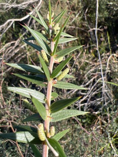 Acacia oxycedrus, photographed by Steve Llewellyn