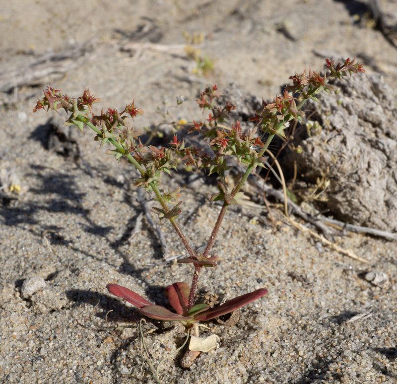 Centrostegia thurberi, photographed by Matt Berger