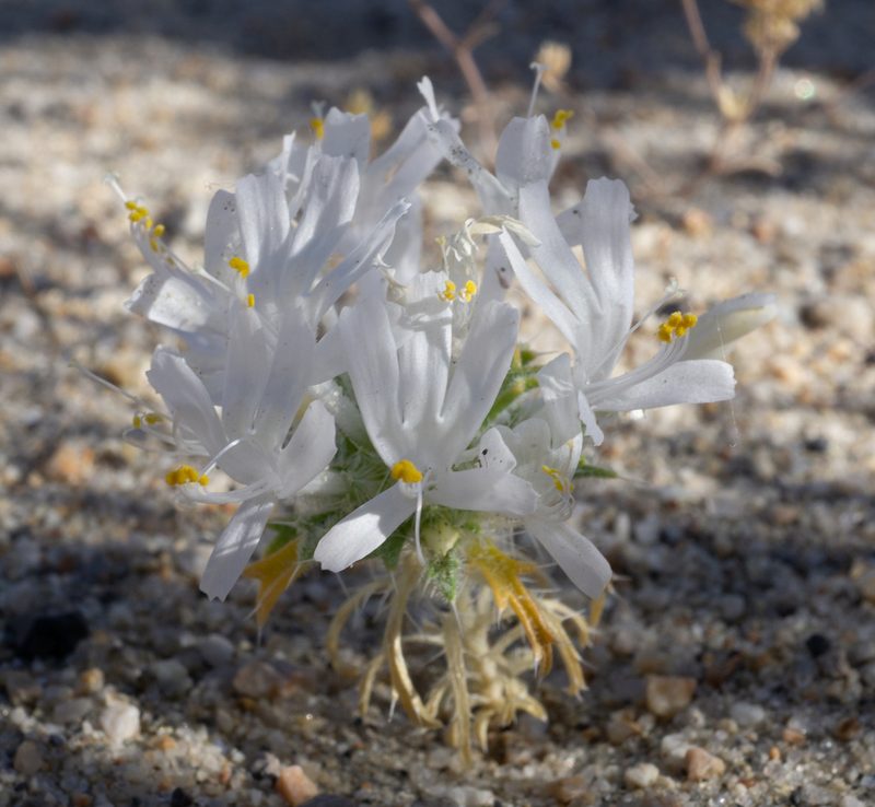 Loeseliastrum matthewsii, photographed by Matt Berger