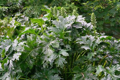 Acanthus mollis, photographed by Andrew Skotnicki