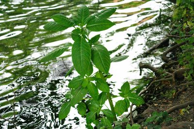 Impatiens glandulifera, photographed by Andrew Skotnicki