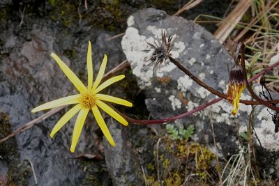 Dorobaea pimpinellifolia, photographed by desertnaturalist