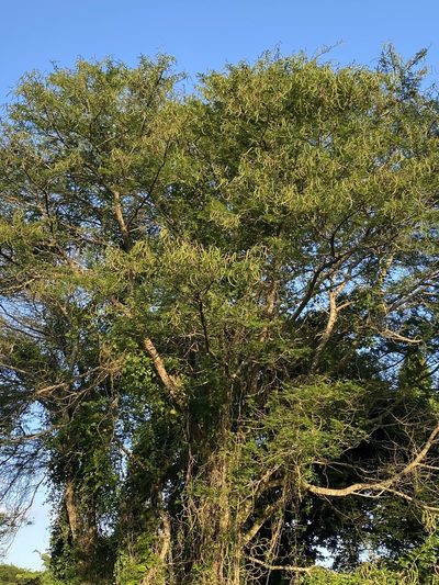 Vachellia kosiensis, photographed by Jean-Paul Boerekamps