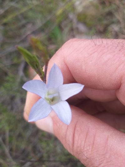 Prismatocarpus candolleanus, photographed by kevin koen