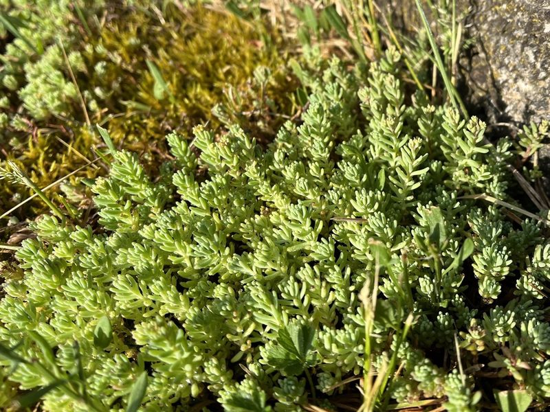 Sedum pallidum, photographed by Pavel Kacl