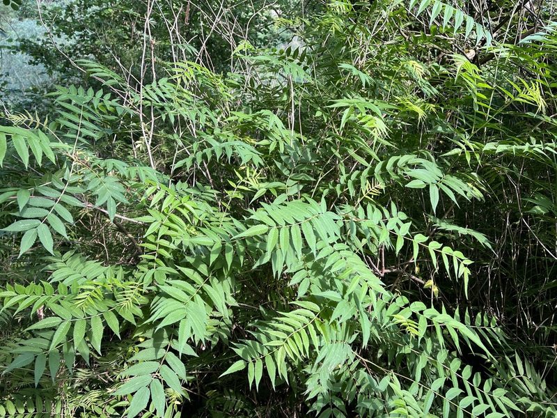 Sorbaria sorbifolia, photographed by Pavel Kacl