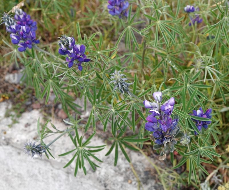 Lupinus pubescens, photographed by desertnaturalist