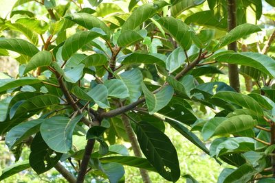 Ficus lutea