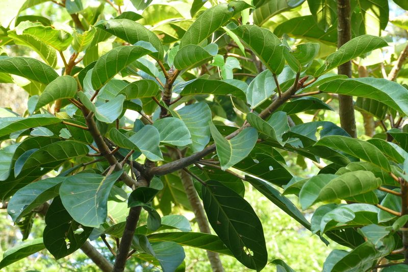 Ficus lutea, photographed by Jean-Paul Boerekamps