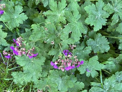 Geranium macrorrhizum, photographed by Pavel Kacl