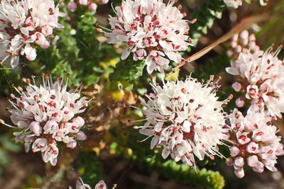 Agathosma muirii, photographed by Di Turner