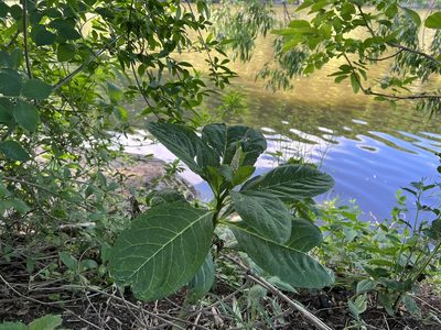 Phytolacca acinosa, photographed by Pavel Kacl