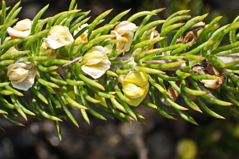 Aspalathus incurvifolia, photographed by Di Turner