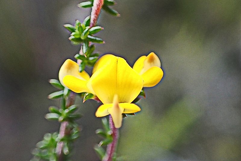 Aspalathus crassisepala, photographed by Di Turner