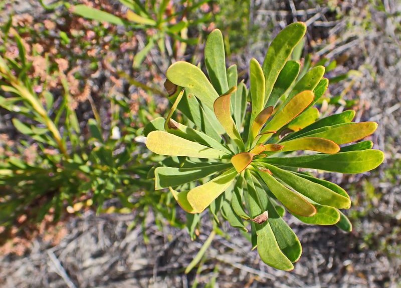 Aulax umbellata, photographed by Di Turner