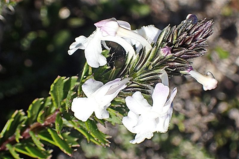 Chascanum cernuum, photographed by Di Turner
