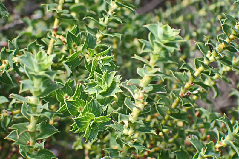 Cliffortia schlechteri, photographed by Di Turner