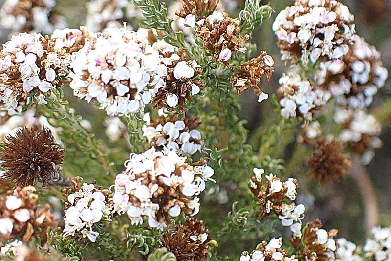 Stoebe anomala, photographed by Di Turner