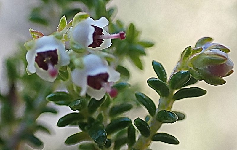 Erica arenaria, photographed by Di Turner