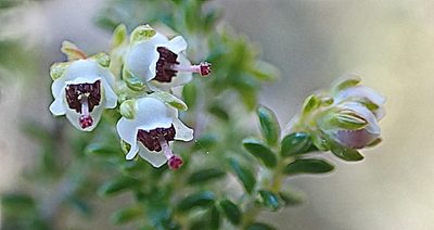 Erica arenaria, photographed by Di Turner