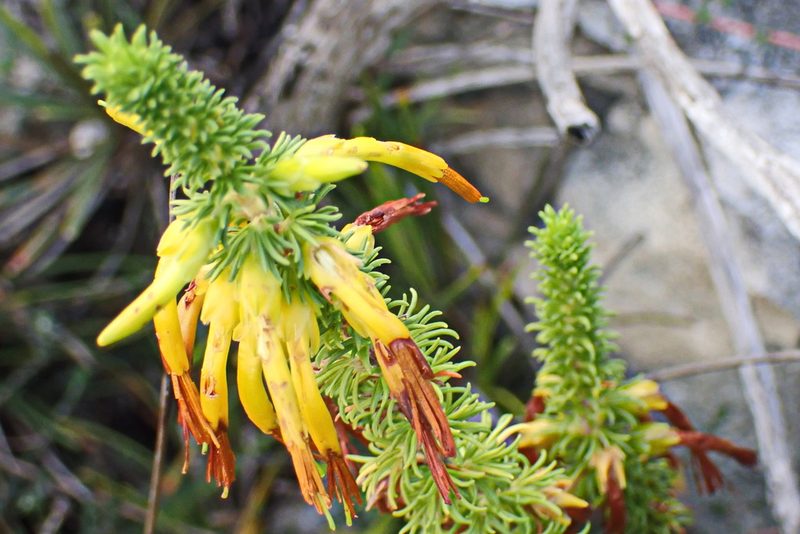 Erica coccinea, photographed by Di Turner