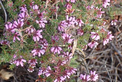 Erica radicans, photographed by Di Turner